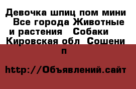 Девочка шпиц пом мини - Все города Животные и растения » Собаки   . Кировская обл.,Сошени п.
